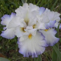 Location: Frannie's Iris Garden, Elk Grove, CA
Date: 2013-04-28