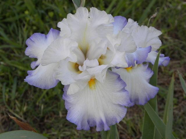 Photo of Tall Bearded Iris (Iris 'Grand Circle') uploaded by SassyCat