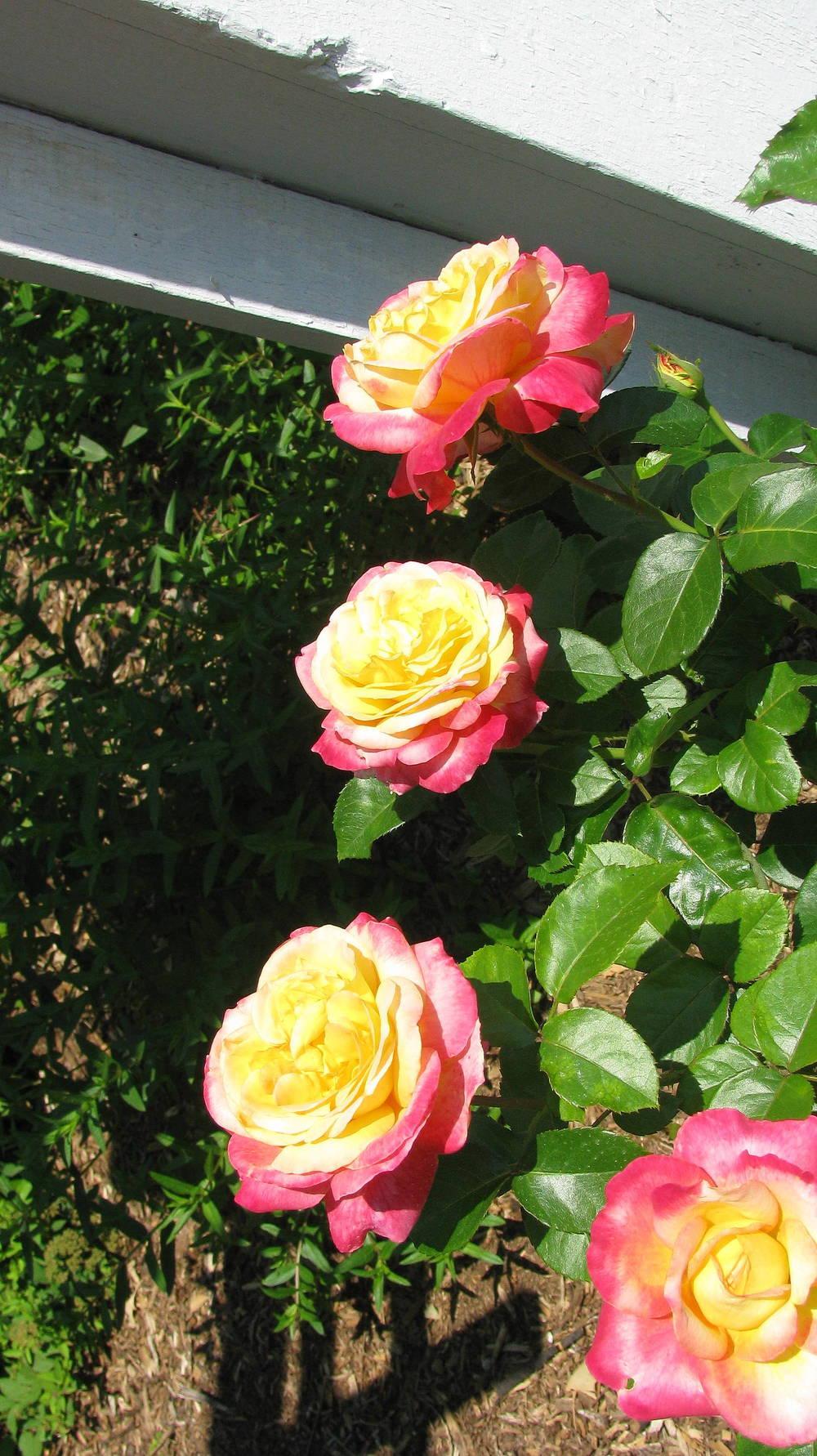 Photo of Roses (Rosa) uploaded by jmorth
