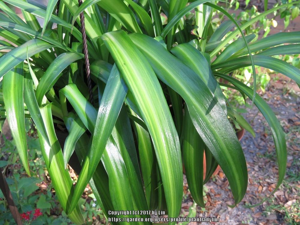 Photo of Spider Plant (Chlorophytum viridescens 'Hawaiian') uploaded by plantladylin