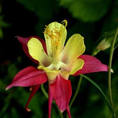 Photo of Eastern Red Columbine (Aquilegia canadensis) uploaded by Lalambchop1