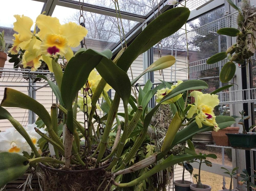 Photo of Orchid (Rhyncholaeliocattleya Goldenzelle 'Lemon Chiffon') uploaded by Ursula