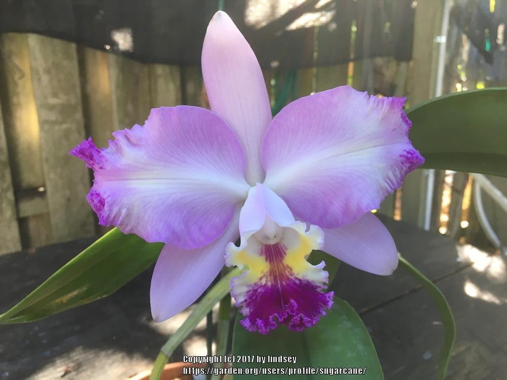 Photo of Orchid (Cattlianthe) uploaded by sugarcane