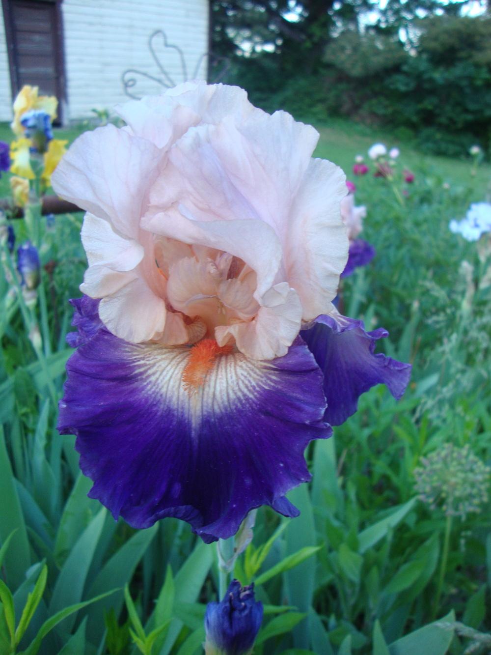 Photo of Tall Bearded Iris (Iris 'Gitano') uploaded by Paul2032