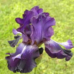 Location: Frannie's Iris Garden, Elk Grove, CA
Date: 2013-05-08