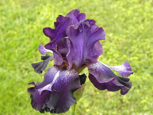 Photo of Tall Bearded Iris (Iris 'Inky Icon') uploaded by SassyCat