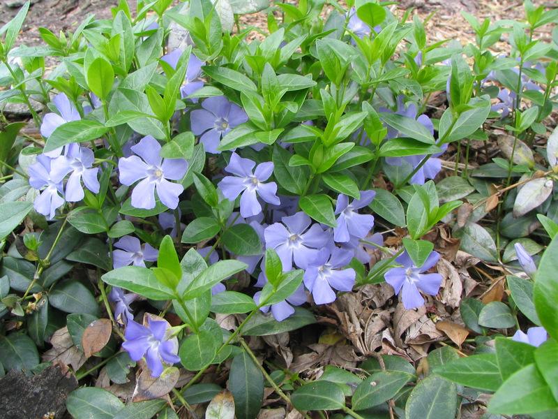 Photo of Lesser Periwinkle (Vinca minor) uploaded by molanic