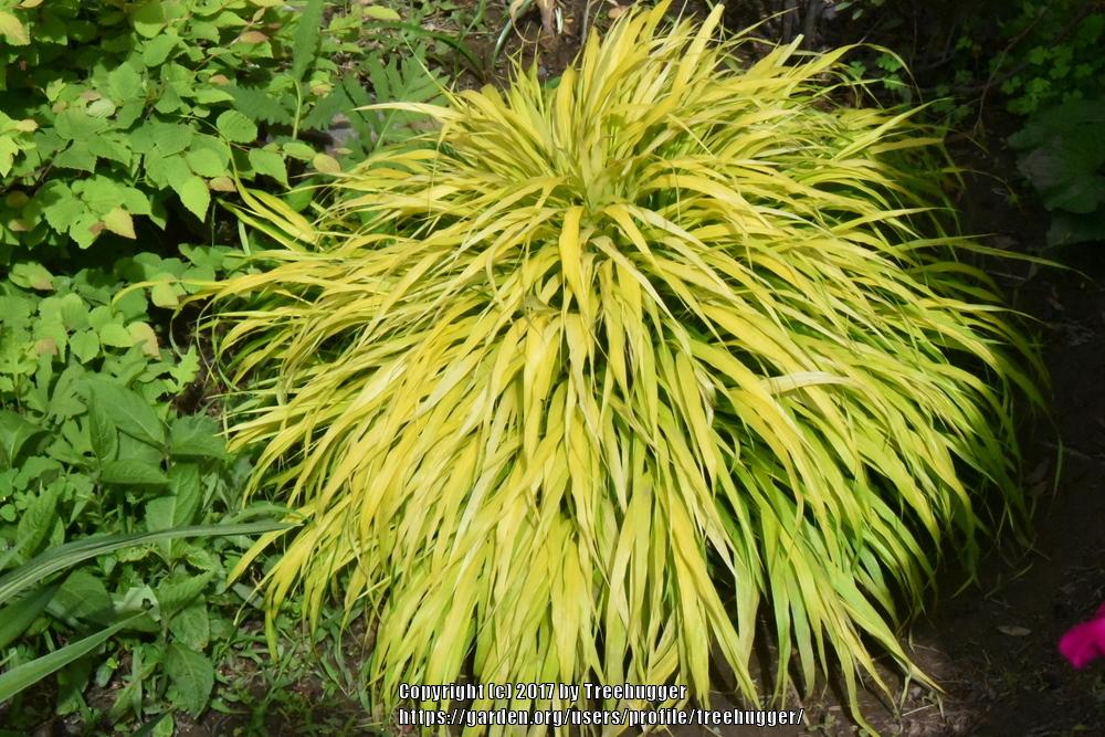 Photo of Japanese Forest Grass (Hakonechloa macra 'All Gold') uploaded by treehugger