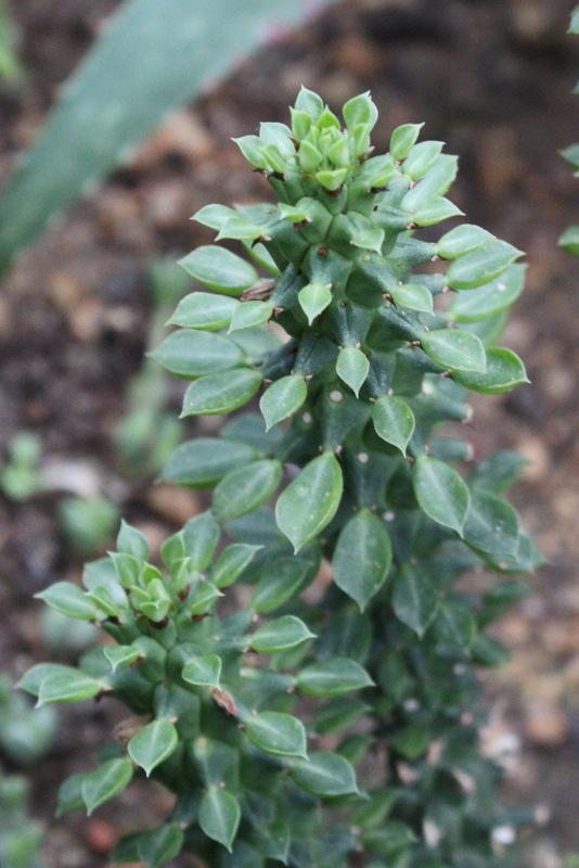 Photo of Euphorbia (Euphorbia guentheri) uploaded by RuuddeBlock