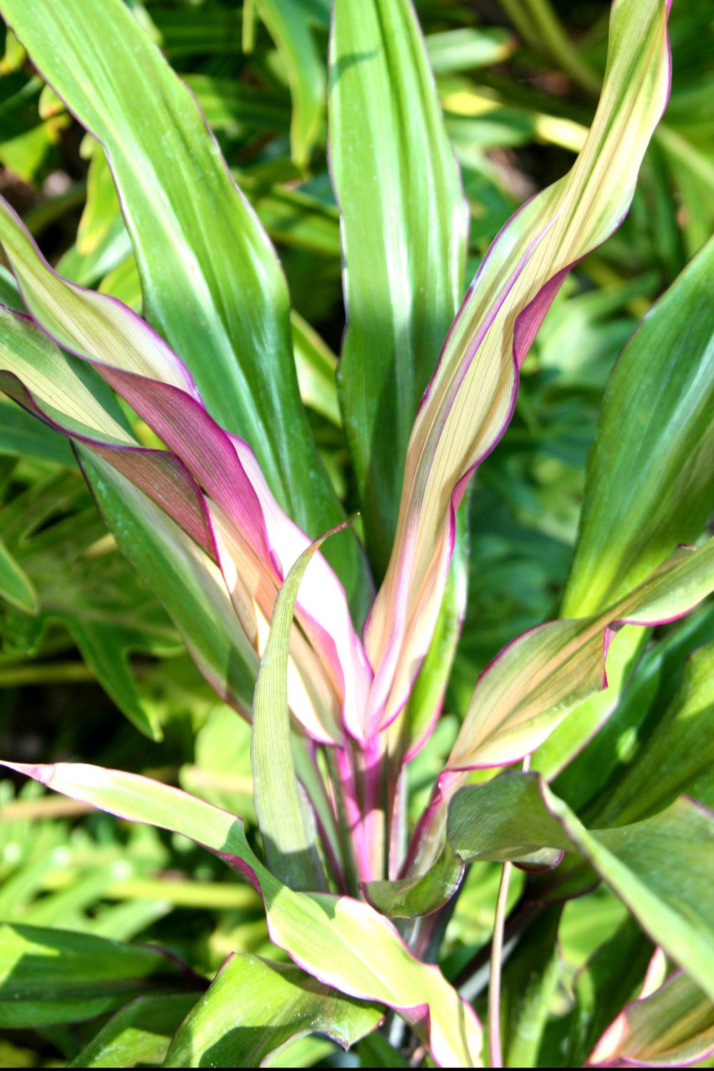 Photo of Ti Plant (Cordyline fruticosa 'Leisha') uploaded by ScotTi
