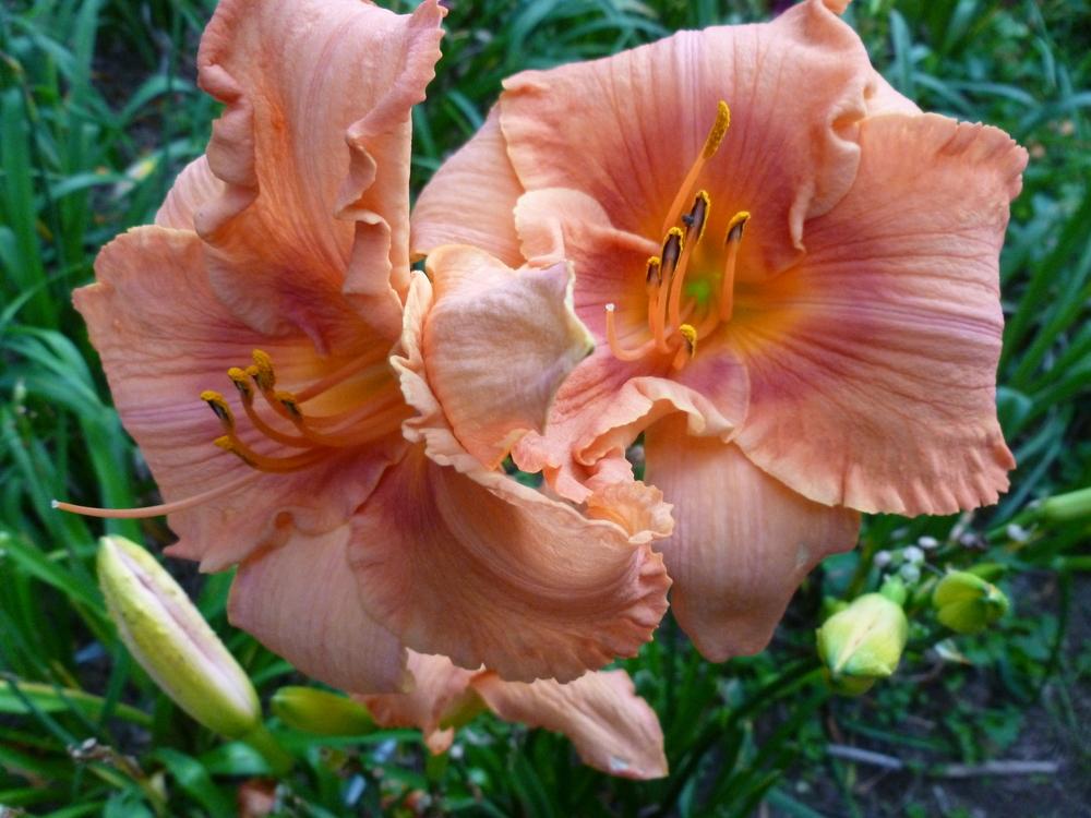 Photo of Daylily (Hemerocallis 'Lilly and Petals') uploaded by BradKY