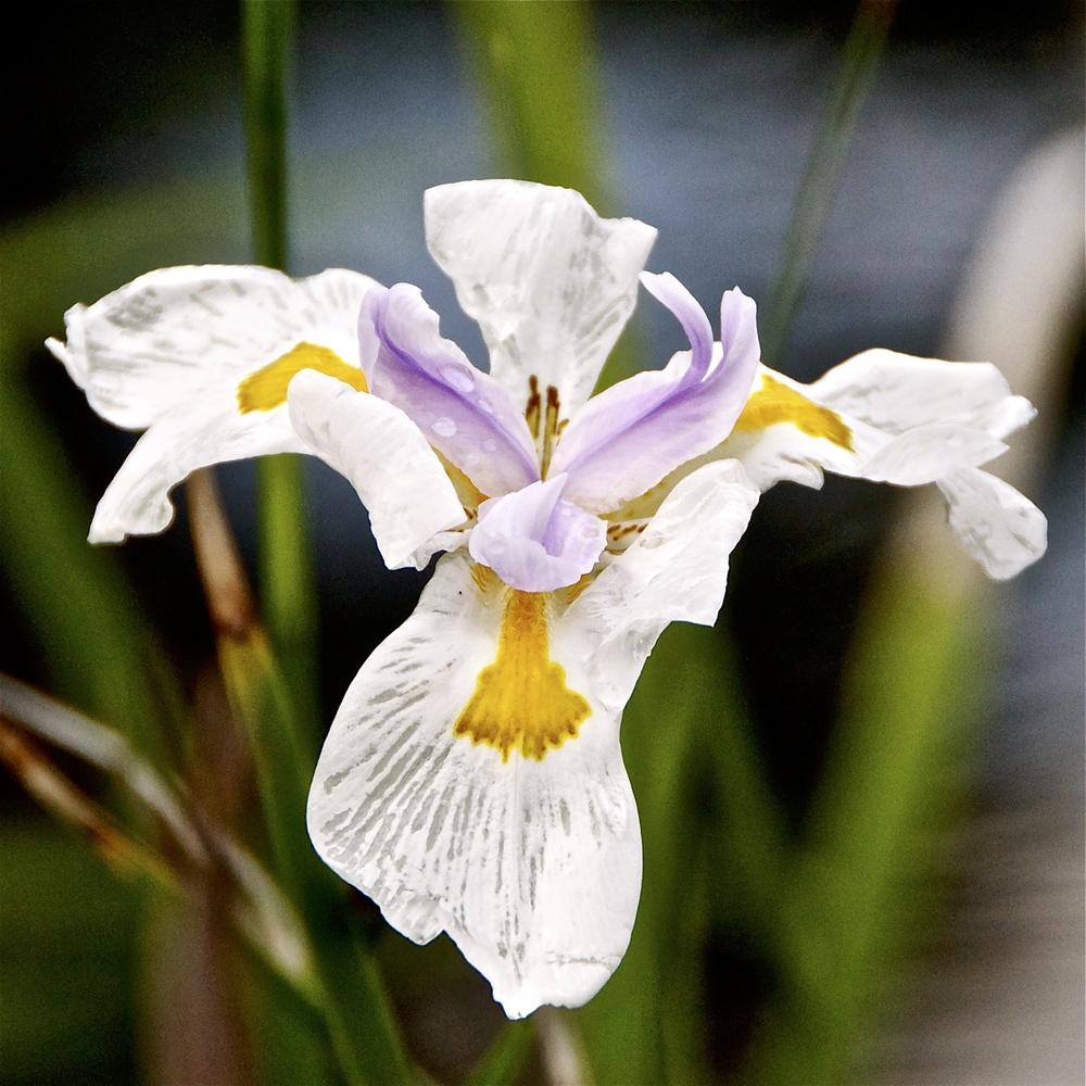 Photo of African iris (Dietes iridioides) uploaded by Fleur569