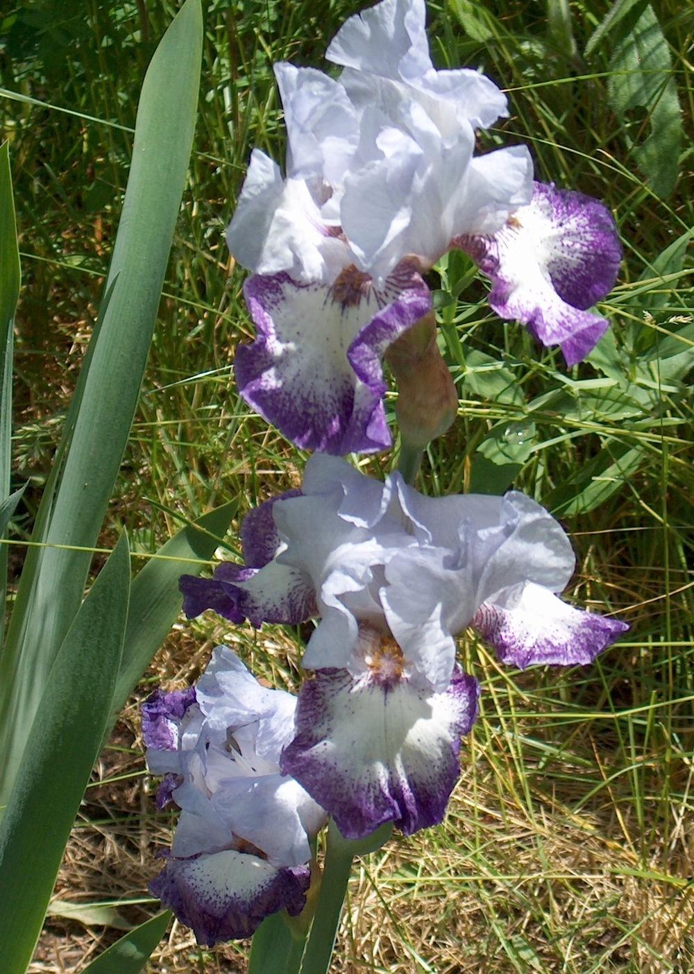 Photo of Tall Bearded Iris (Iris 'Spinning Wheel') uploaded by HemNorth