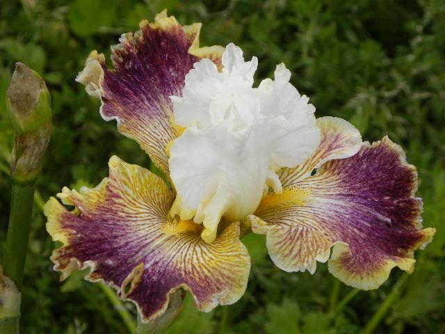 Photo of Tall Bearded Iris (Iris 'Sordid Lives') uploaded by SassyCat