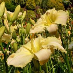 Location: A trip to BLUE RIDGE DAYLILIES, NC
Date: 2017-01-23
This is a tall, beautiful daylily!