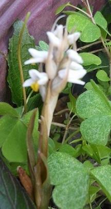 Photo of Soldier Orchid (Zeuxine strateumatica) uploaded by greene