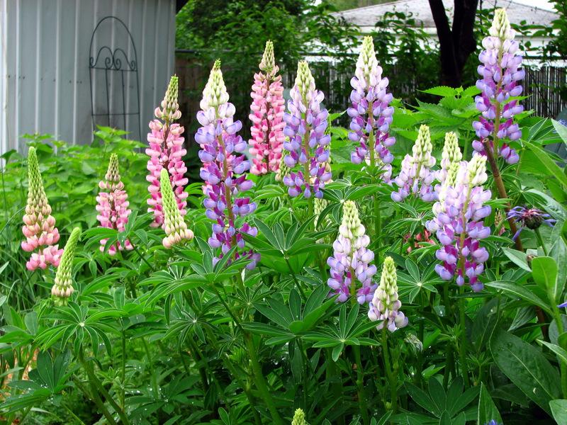 Photo of Russell Lupine (Lupinus regalis) uploaded by molanic