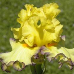 Location: Frannie's Iris Garden, Elk Grove, CA
Date: 2014-04-15