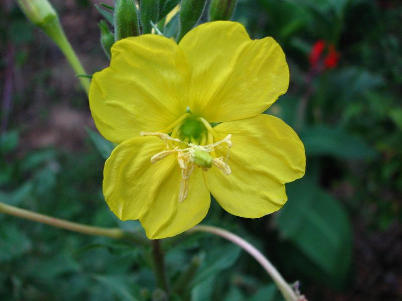 Photo of Common Evening Primrose (Oenothera biennis) uploaded by molanic