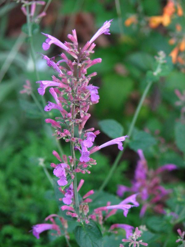 Photo of Wild Hyssop (Agastache cana 'Heather Queen') uploaded by molanic