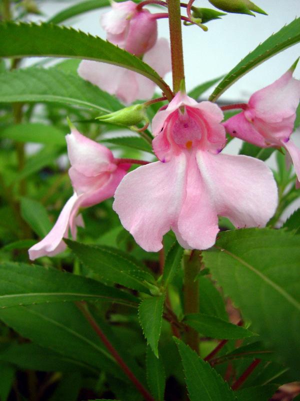 Photo of Touch-Me-Not (Impatiens balsamina) uploaded by molanic