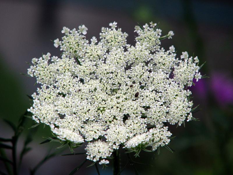 Photo of Queen Anne's Lace (Daucus carota) uploaded by molanic