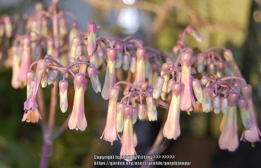 Photo of Mother of Millions (Kalanchoe laetivirens) uploaded by purpleinopp