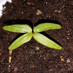 Location: Wilmington, Delaware USA
Date: 2017-01-25
Newly emerged seedling showing its cotyledons