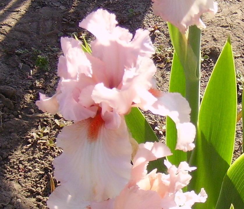 Photo of Tall Bearded Iris (Iris 'Storybook') uploaded by HemNorth