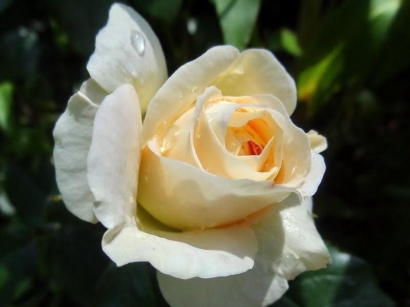 Photo of Rose (Rosa 'Marie Antoinette') uploaded by Orsola