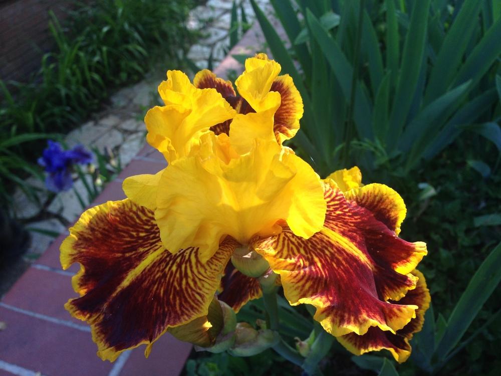 Photo of Tall Bearded Iris (Iris 'Dazzling Gold') uploaded by SpringGreenThumb