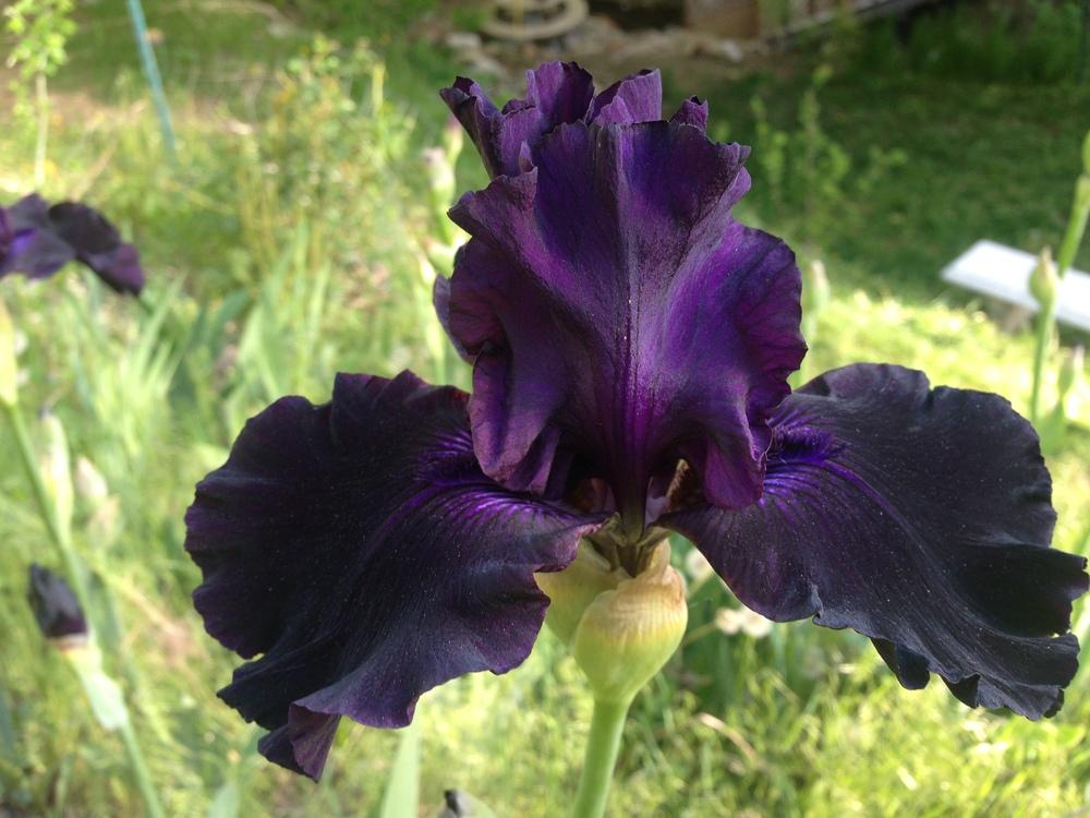 Photo of Tall Bearded Iris (Iris 'Ozark Rebounder') uploaded by SpringGreenThumb