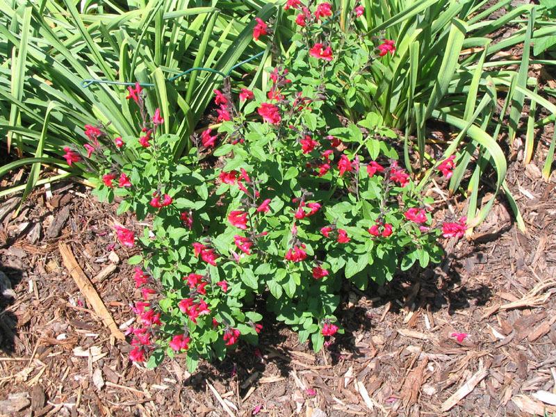 Photo of Salvia (Salvia greggii Mesa™ Scarlet) uploaded by hawkeyewx