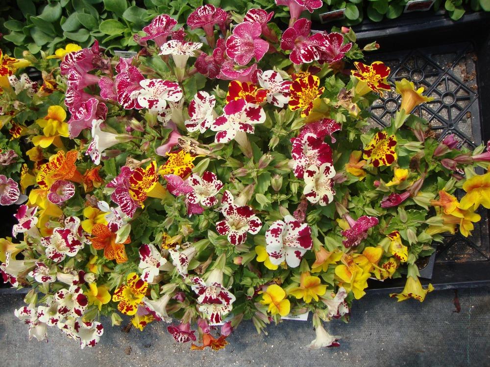 Photo of Mimulus (Erythranthe 'Mystic Mix') uploaded by Paul2032