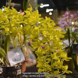 Location: Tamiami Orchid Show
Date: 2017-01-14