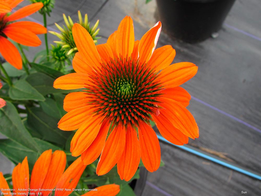 Photo of Coneflower (Echinacea Sombrero® Adobe Orange) uploaded by Calif_Sue