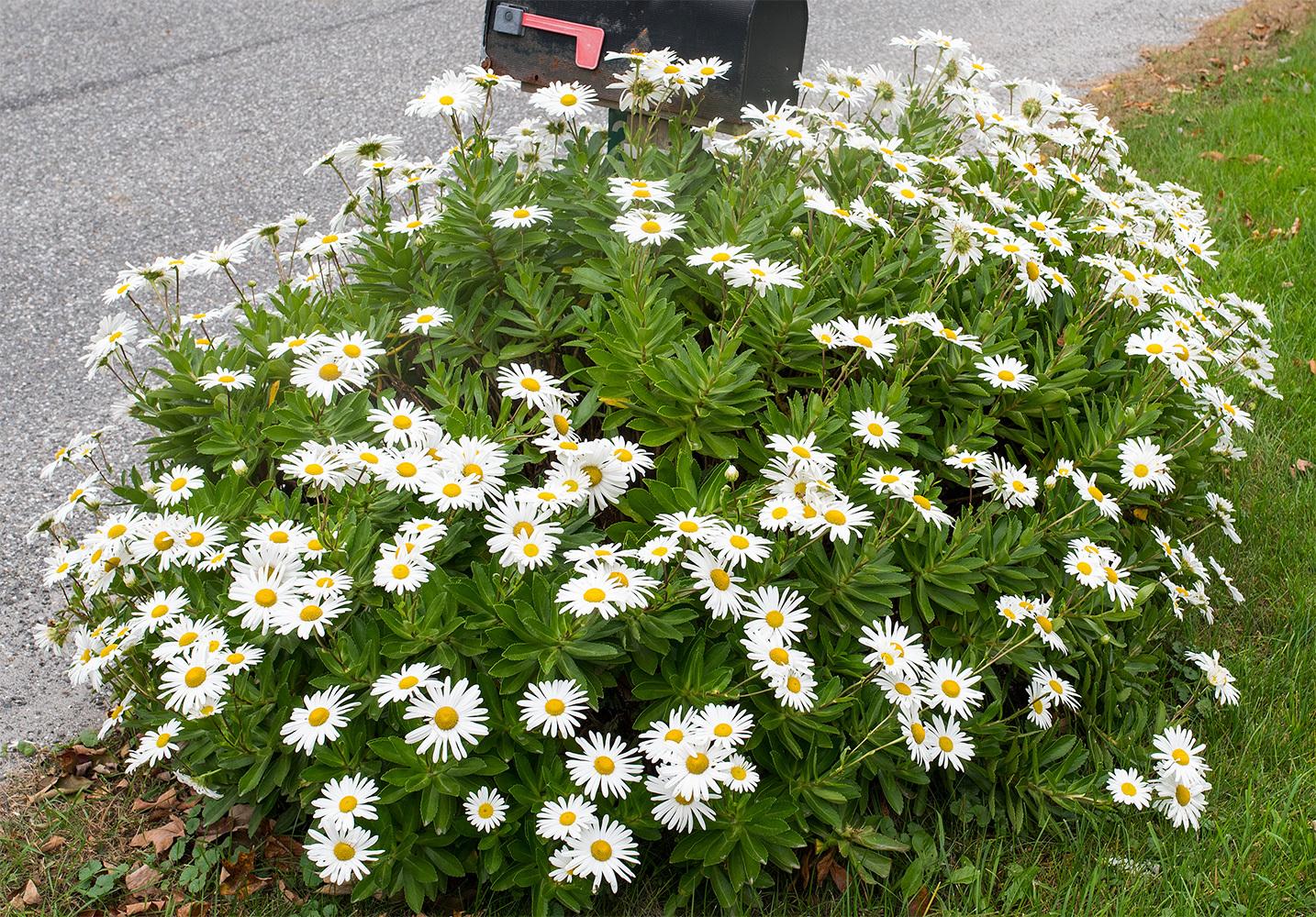 Photo of Montauk Daisy (Nipponanthemum nipponicum) uploaded by Calif_Sue