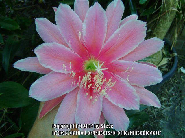 Photo of Hybrid Epiphyllum (Epiphyllum 'Sakurahime') uploaded by Hillsepicacti