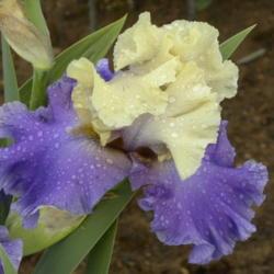 Location: Frannie's Iris Garden, Elk Grove, CA
Date: 2014-04-25