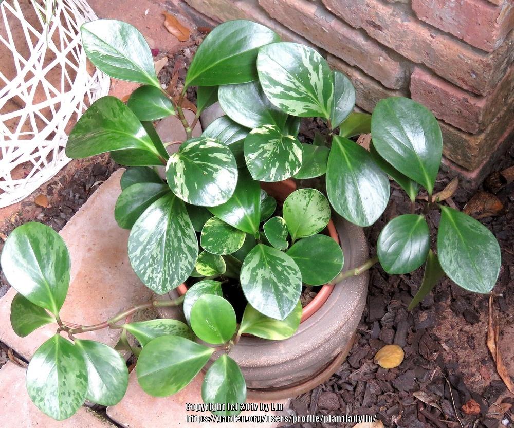 Photo of Peperomia uploaded by plantladylin