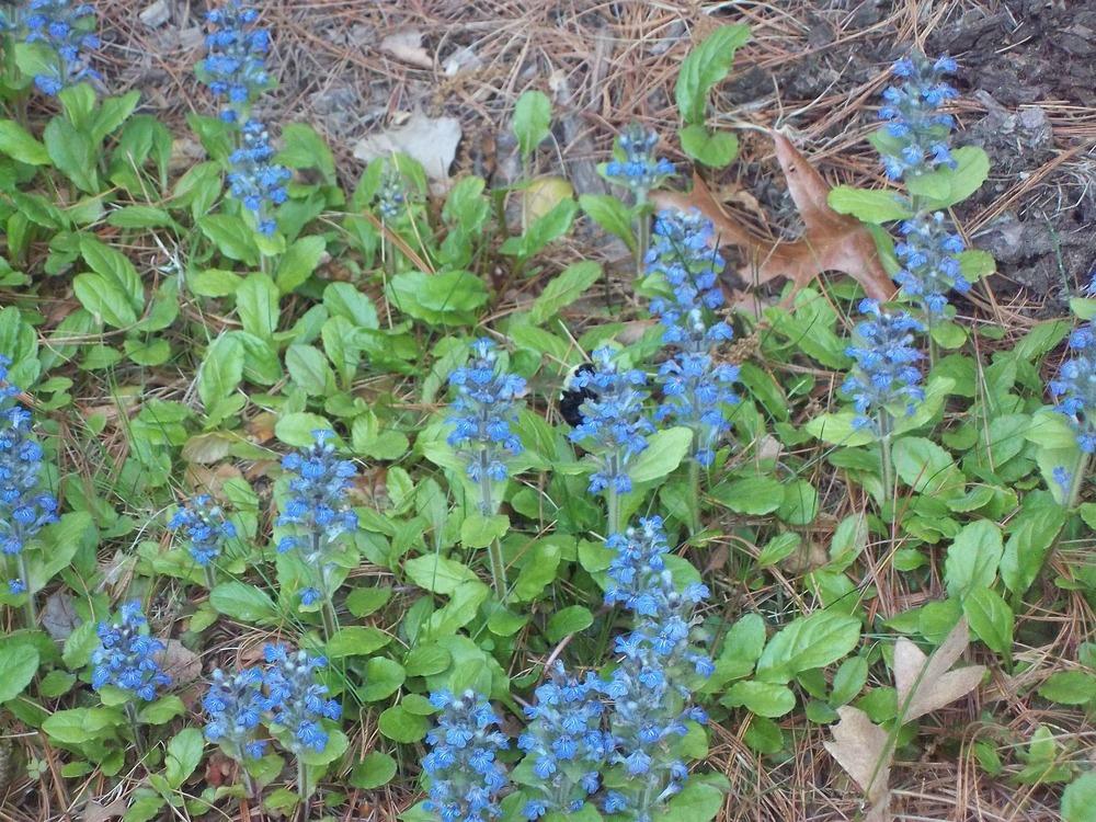 Photo of Bugleweed (Ajuga reptans) uploaded by jsf67
