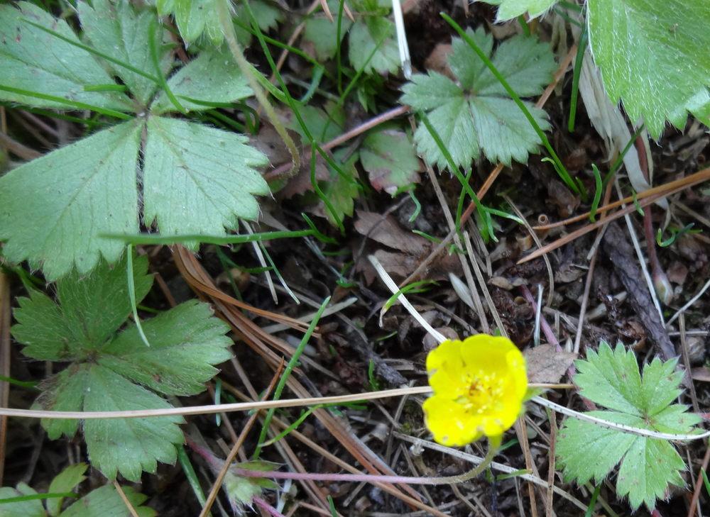 Photo of Creeping Buttercup (Ranunculus repens) uploaded by jsf67