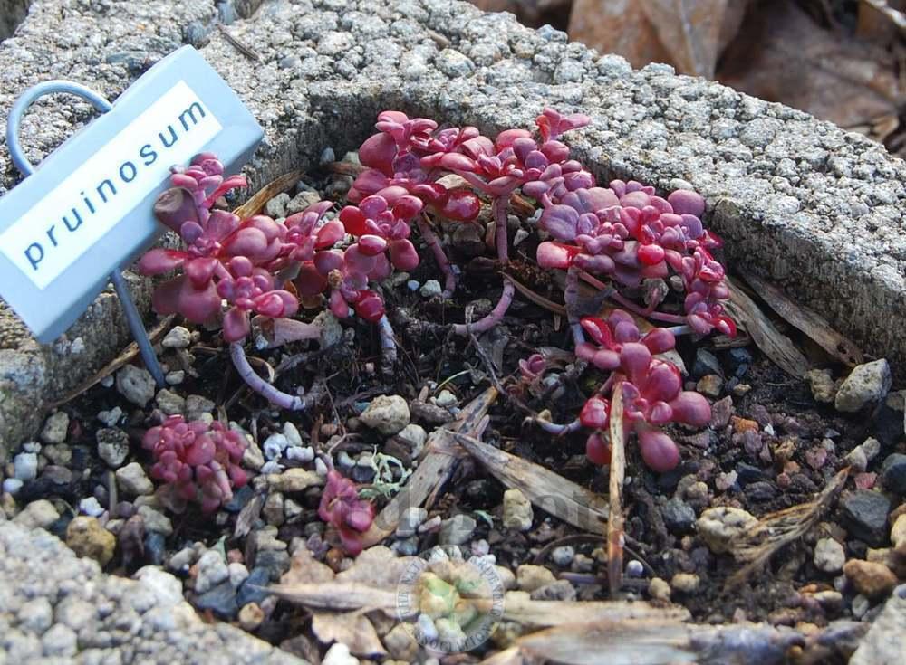 Photo of Chalk Stonecrop (Sedum spathulifolium subsp. pruinosum) uploaded by valleylynn