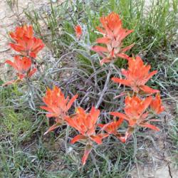 Location: My front yard
Date: 2005-06-02
Close up of indian paintbrush