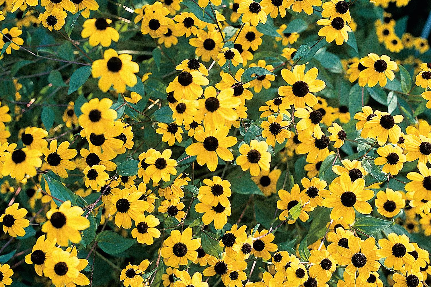 Photo of Browneyed Susan (Rudbeckia triloba) uploaded by Calif_Sue