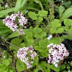 Location: Riverview, Robson, B.C. 
Date: 2008-06-07
 1:35 pm. A dwarf Lilac shrub with sweet fragrance and small roun