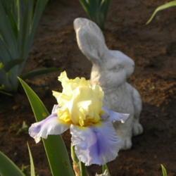 Location: Frannie's Iris Garden, Elk Grove, CA
Date: 2014-04-30