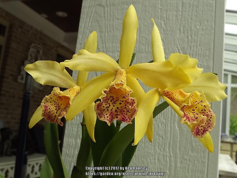 Photo of Orchid (Rhynchobrassoleya Copper Queen) uploaded by drdawg