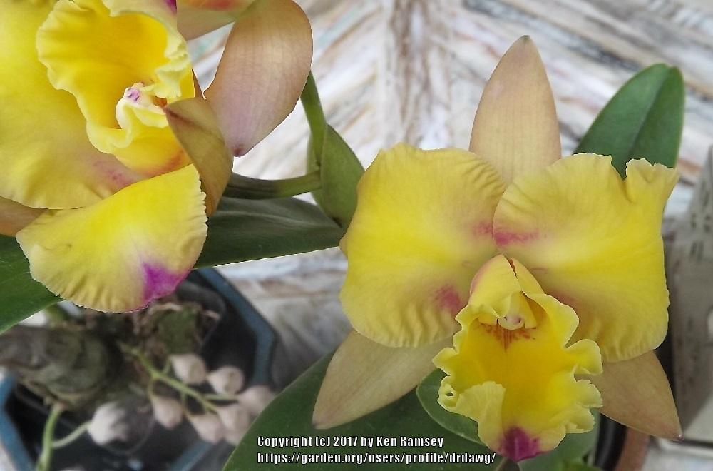 Photo of Orchid (Rhyncattleanthe Momilani Rainbow 'Waldor') uploaded by drdawg