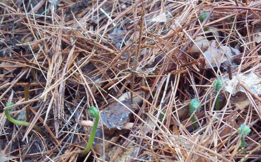 Photo of Hay-scented Fern (Dennstaedtia punctilobula) uploaded by jsf67